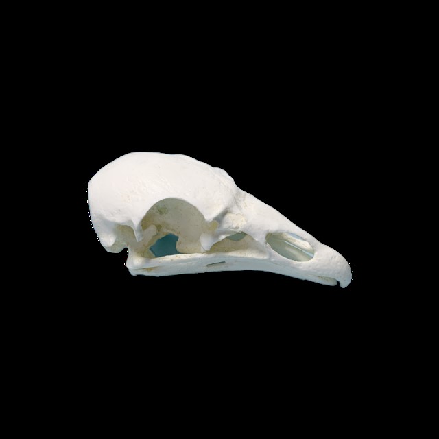 Turkey Vulture Skull Replica Skeletons and Skulls Superstore