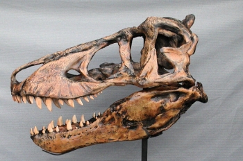 Tyrannosaurus-Rex Harley Skull Replica