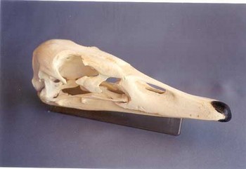 Trumpeter Swan Skull Replica