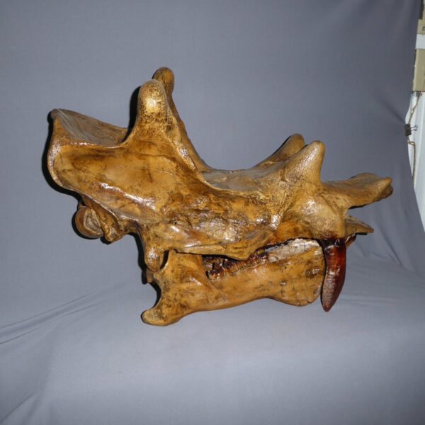 uintatherium skull replica right S114