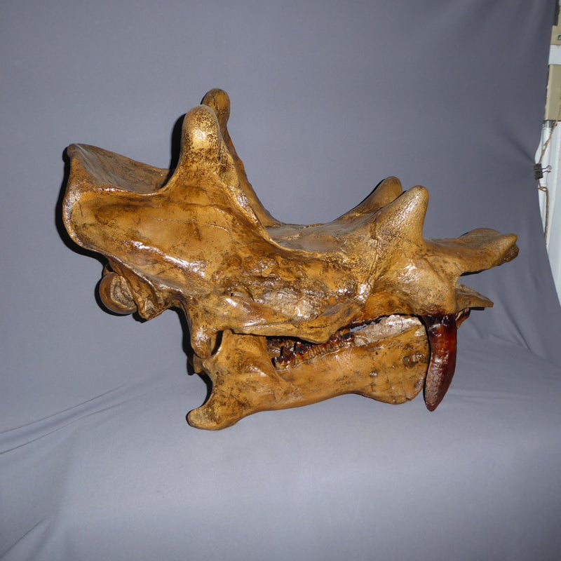 Uintatherium-Skull-Replica-right-S114