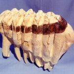 VYBmK-hiBbQ-tMimC-African_elephants_tooth_replicas_models_loxodonta_africana