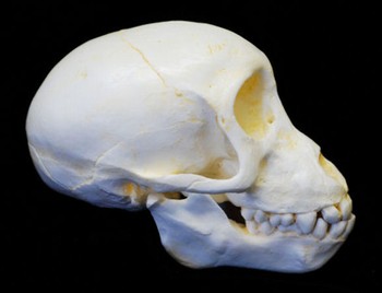 Chacma Baboon Juvenile Skull