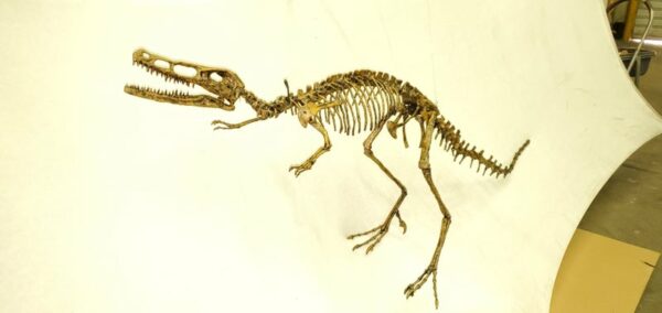 velociraptor mounted skeleton close AA321