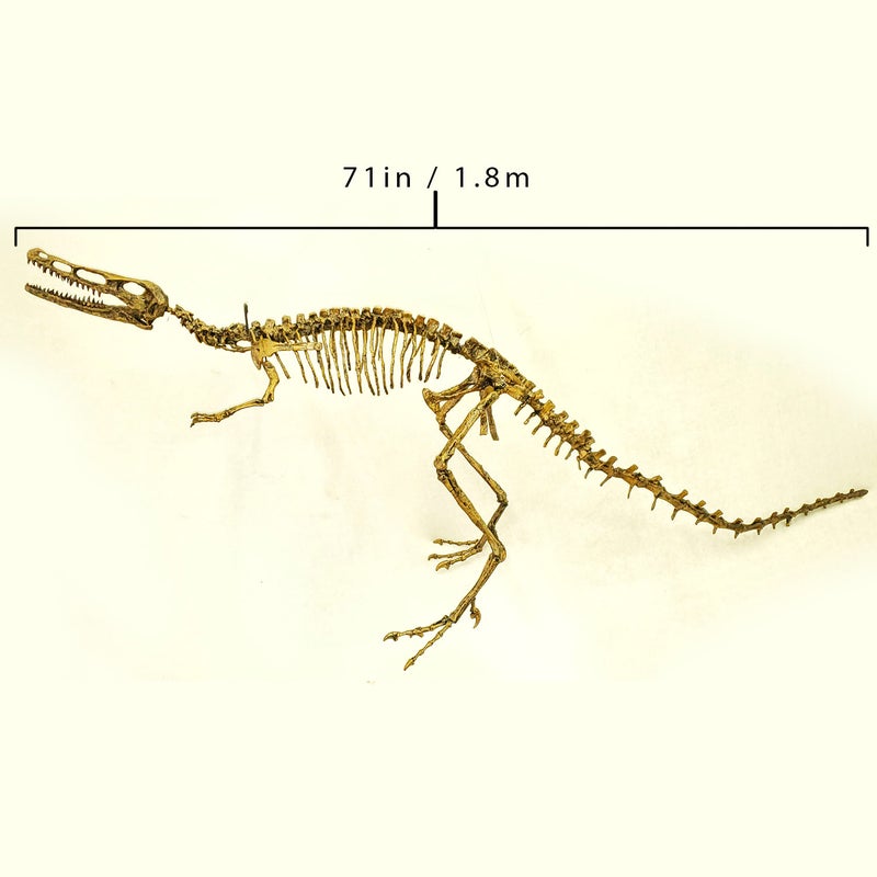 Velociraptor-Mounted-Skeleton-left-AA321