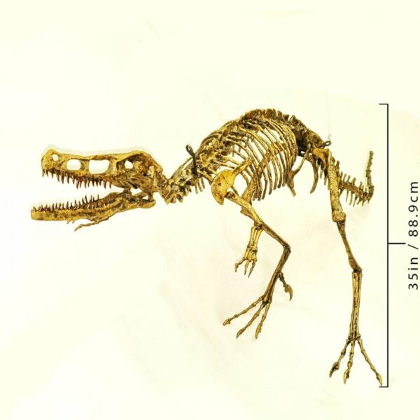 velociraptor mounted skeleton slight left AA321