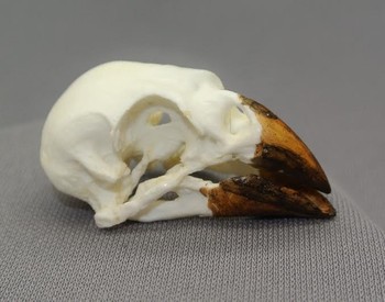 Medium Ground Finch Skull
