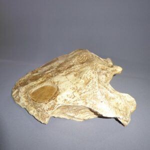 vigilius wellesi skull replica flip side S017
