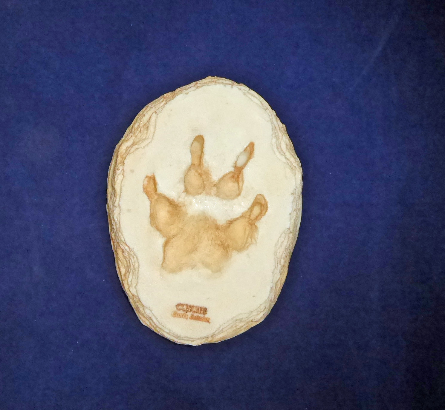 Coyote Footprint Cast Replica SkeletonsAndSkullsSuperstore