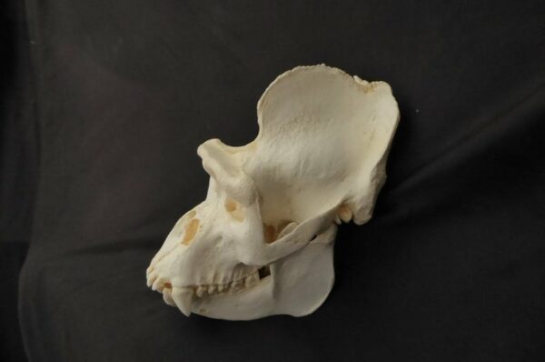western lowland gorilla male skull replica left RS036