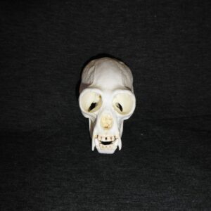 White-Handed Gibbon Skull Replica - Image 3