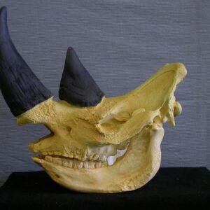 White Rhinoceros Skull Replica RS063