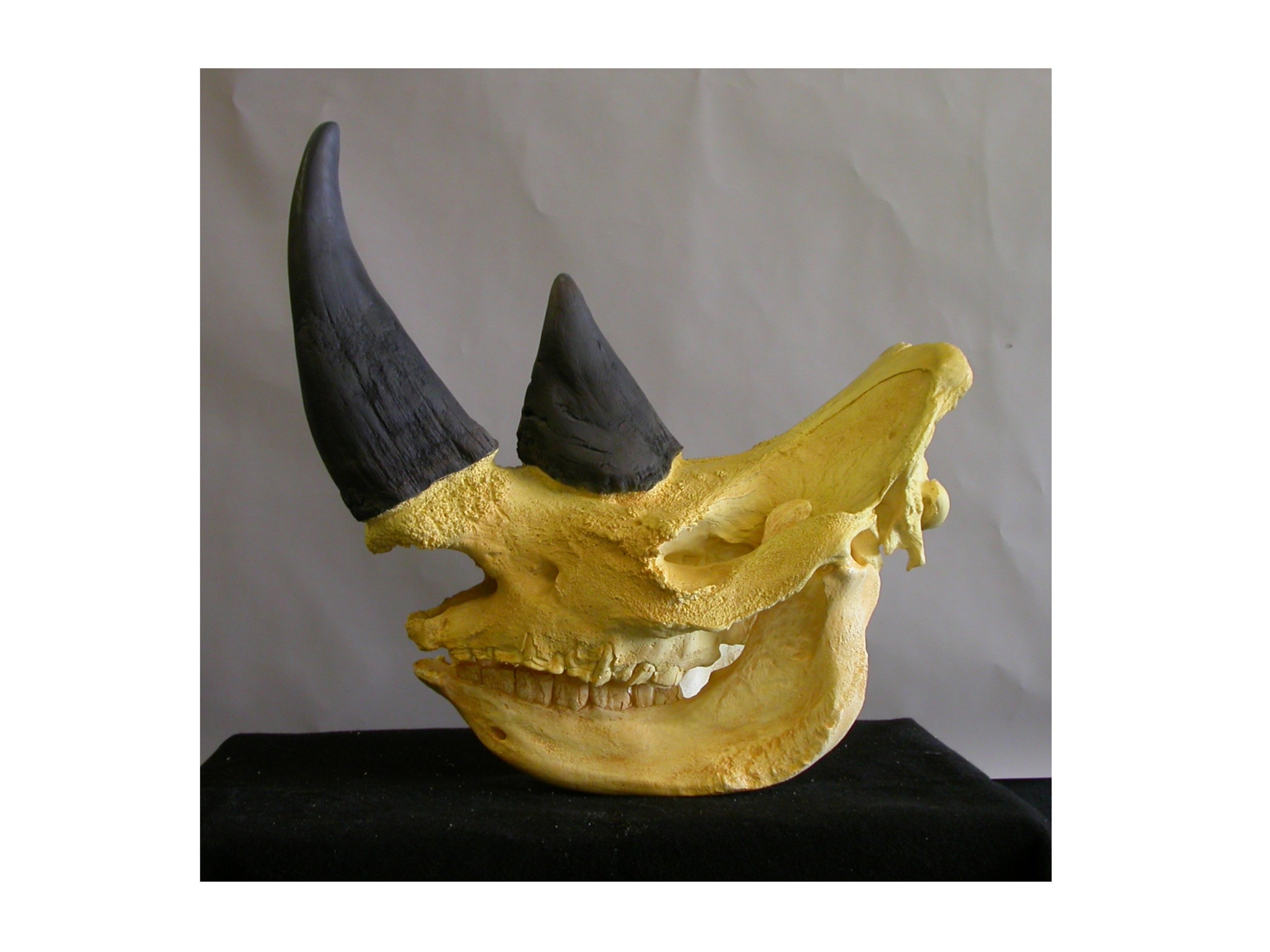 White Rhinoceros Skull Replica - SkeletonsAndSkullsSuperstore