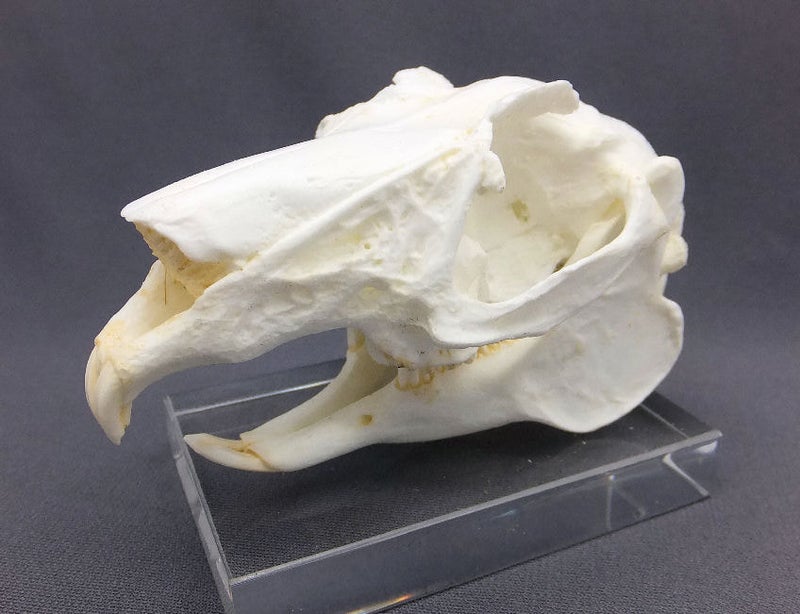 White-Tailed-Jackrabbit-Skull-Replica-left-RS081