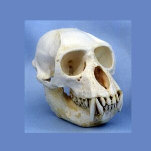 Lar Gibbon Skull Replica RS430
