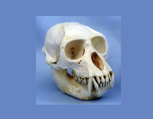 Lar Gibbon Skull Replica RS430