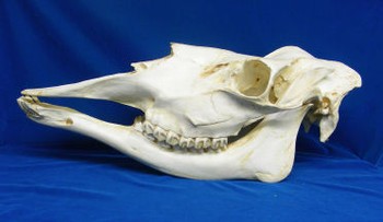 Moose Female Skull Replica