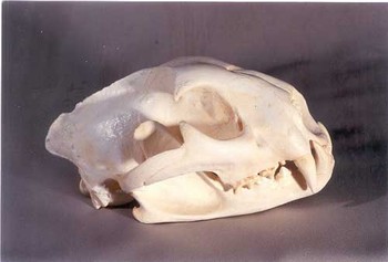 Mountain Lion Skulls Replicas Models