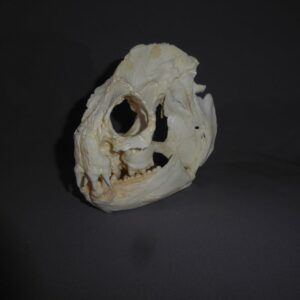 wolf eel skull replica facing left