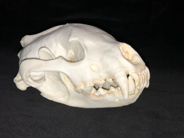 wolverine skull replica RS302