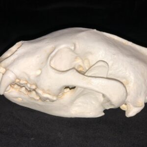 wolverine skull replica RS302