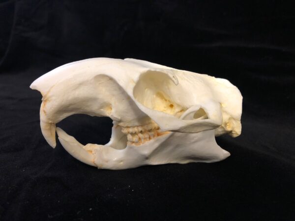 Woodchuck skull replica RS010
