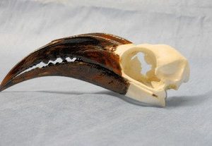 African Grey Hornbill Male Skulls Replicas Models