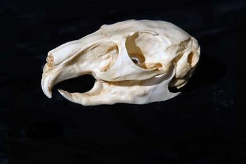 Mountain Viscachas Skulls Replicas Models