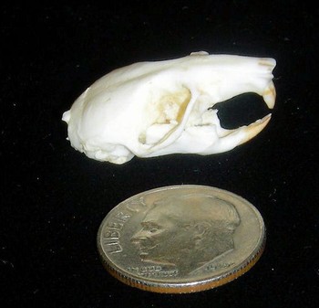 Deer Mouse Skulls Replicas Models