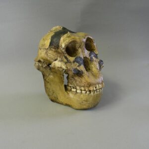 zinjanthropus male skull replica slight right H1MG4