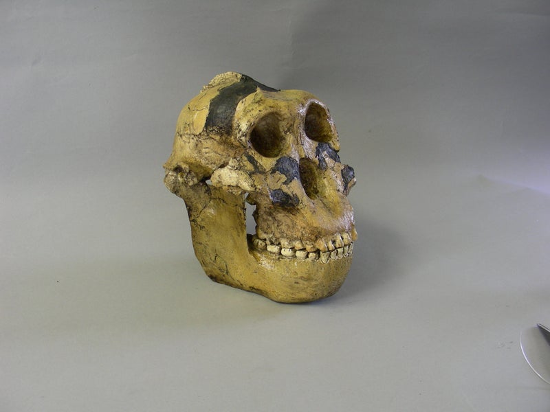 M size ゼウス ZEUS SKULL RIZE RIZE 【公式通販】 M size ゼウス ZEUS SKULL ミュージシャン