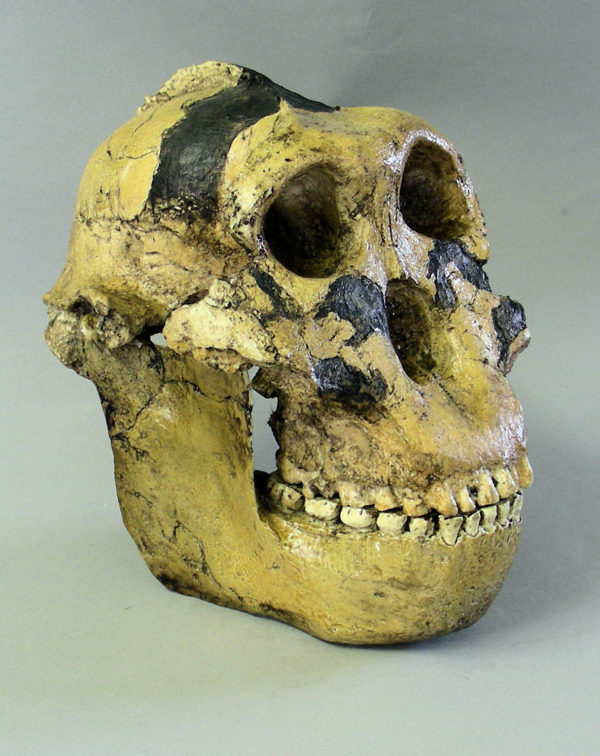 zinjanthropus skull replica model