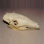 aardvark male skull replica