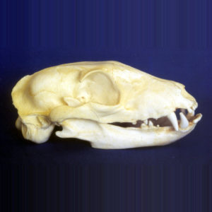 aardwolf proteles cristatus skull