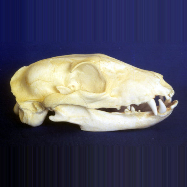 aardwolf proteles cristatus skull