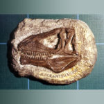 acrocanthosaurus skull plaque