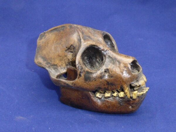 aegyptopithecus zeuxis skull replica right H1EH1