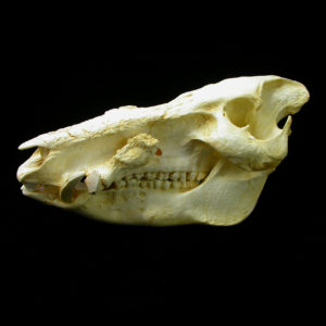 african bushpig skull replica