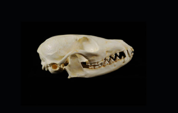african cape fox skull