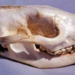 african-civet-male-skull-male-CA12016-IyIdh-tPpwT-KBPIN