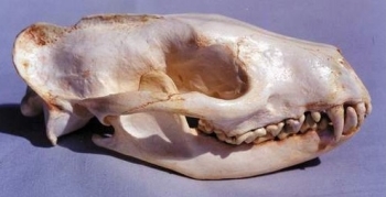 African Civet Male Skull