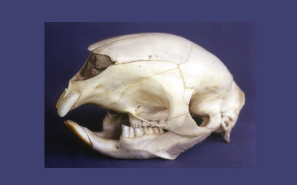 african crested porcupine skull