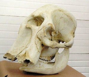 african elephant skull replica facing left