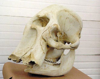 african-elephant-skull-replica-facing-left