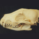 african hunting dog skull