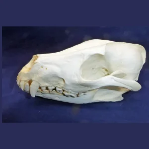 Cape Hunting Dog Skull replica RS318