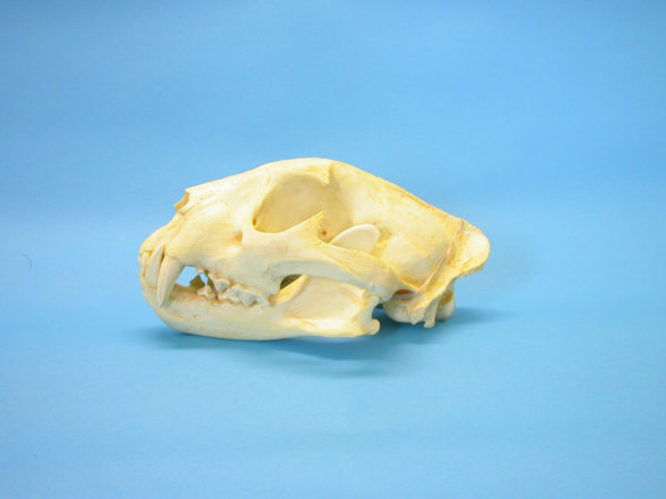 african leopard skull replica