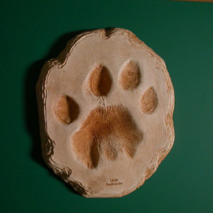 african lion footprint replica