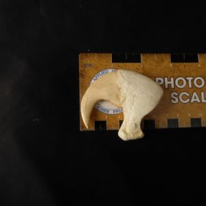 african lion front claw replica