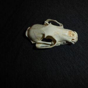african palm civet female skull replica CA12017
